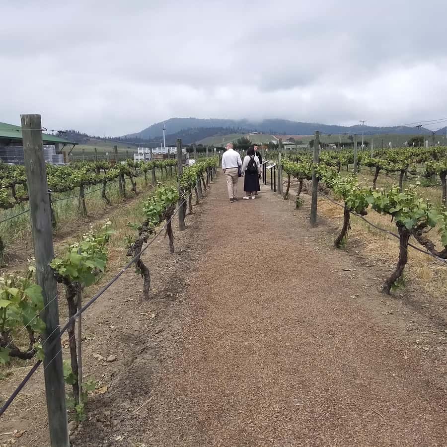 Santiago: Cousiño Macul Vineyard Premium Tasting Tour - Who will enjoy this tour most?