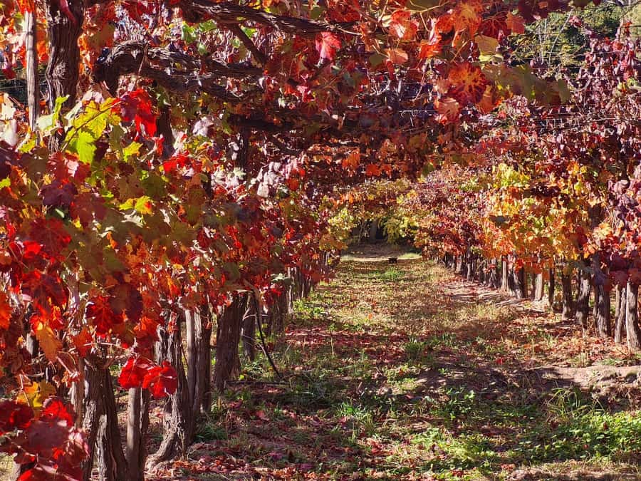 Santiago: Maipo Valley Wine Tasting Tour with 4 Vineyards - Undurraga: history, cellars, and a bigger production