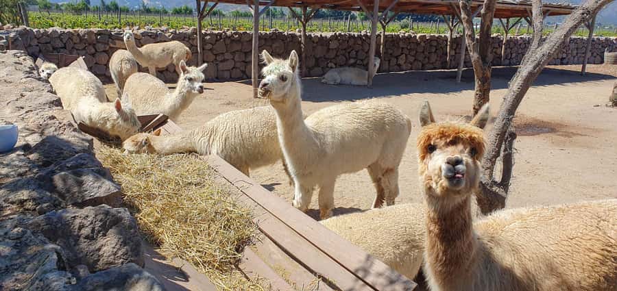 Santiago: World-class Wines, Visit to 4 Vineyards and Tanino - Who will enjoy this day most