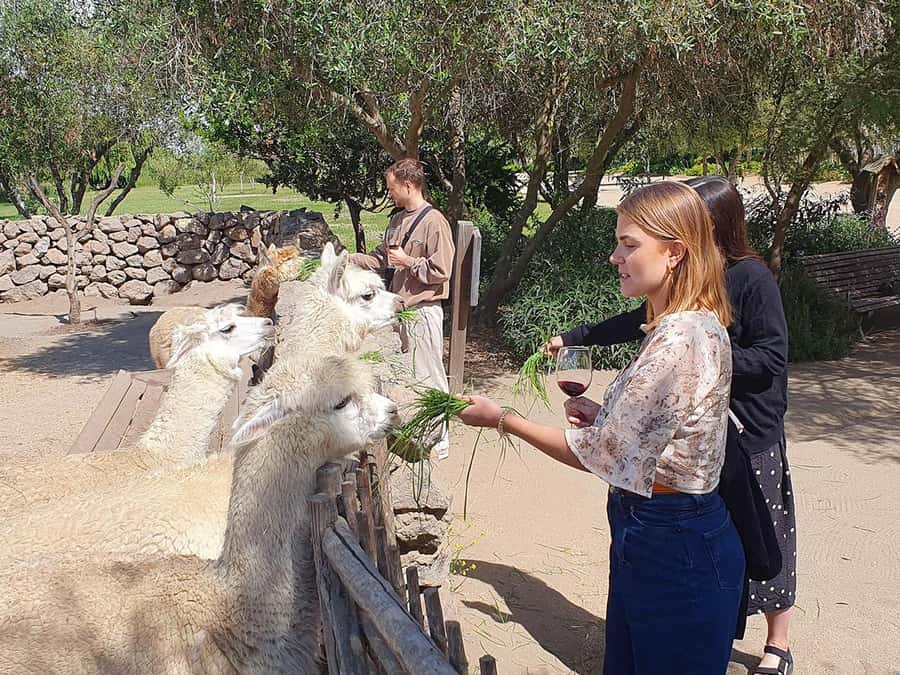Santiago: World-class Wines, Visit to 4 Vineyards and Tanino - Viñamar: the stop for sparkling wine