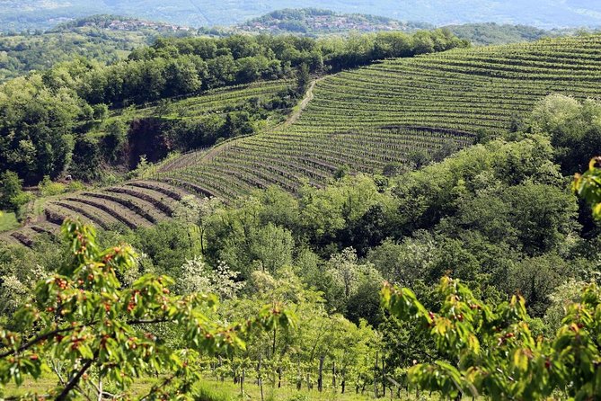 Secret vineyards E-bike tour - Who will enjoy this most