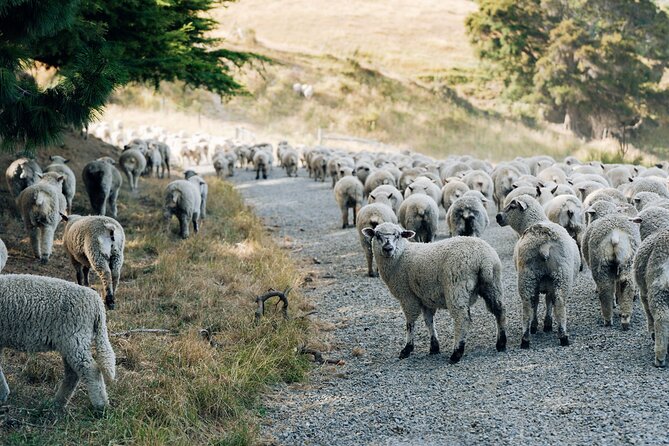 Sheep Farm Day Trip from Christchurch + Lunch and Winery visit. - Glenafric is the heart of the experience