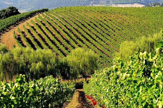 Sicilian Winery Tour with Wine Tasting from Palermo - Key points at a glance