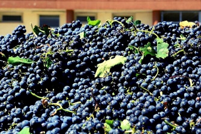 Sicilian Winery Tour with Wine Tasting from Palermo - Is $216.74 a fair price?