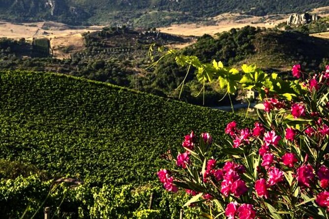 Sicilian Winery Tour with Wine Tasting from Palermo - Practical details before you book