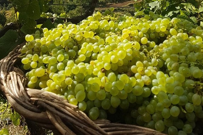 Signature Wine Tastings, Skywalk, Nature 4x4 Open Roof Expedition - Serra de Água and the central mountain valley