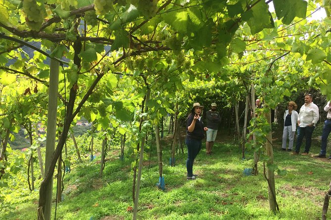Signature Wine Tastings, Skywalk, Nature 4x4 Open Roof Expedition - Câmara de Lobos and Madeira fortified wine