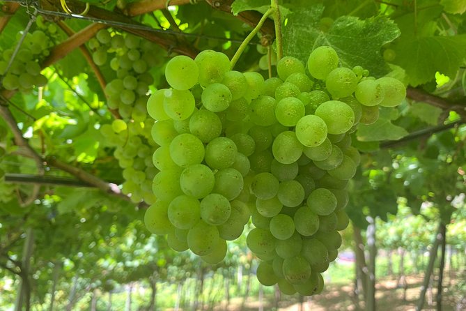 Signature Wine Tastings, Skywalk, Nature 4x4 Open Roof Expedition - The open-roof 4x4 ride