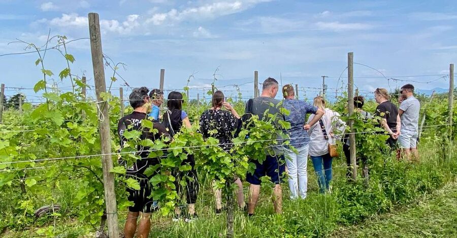 Sirmione: Vineyard Tour with Lugana Wines and Local Tastings - Walking among the Turbiana vines