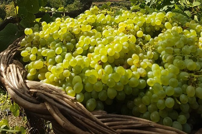 Skywalk with Wines Tasting and Vineyards Half day 4x4 Adventure - Is $90.70 good value?
