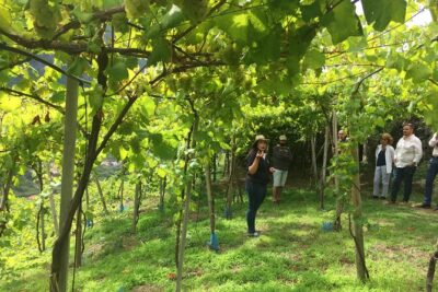 Skywalk with Wines Tasting and Vineyards Half day 4×4 Adventure