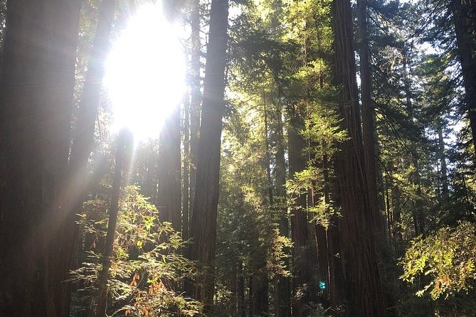 Small-Group Giant Redwoods and Russian River Wine Country Trip - A short pause in Guerneville