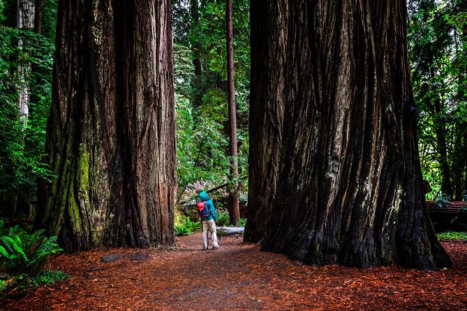 Small-Group Giant Redwoods and Russian River Wine Country Trip - Armstrong Redwoods: the heart of the morning