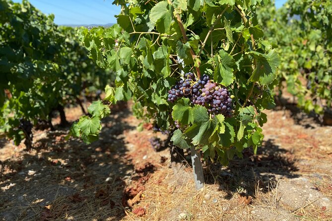 Small Group Guided E-bike Tour in Nice's Organic Vineyard - Guides Marion and Juan make a real difference