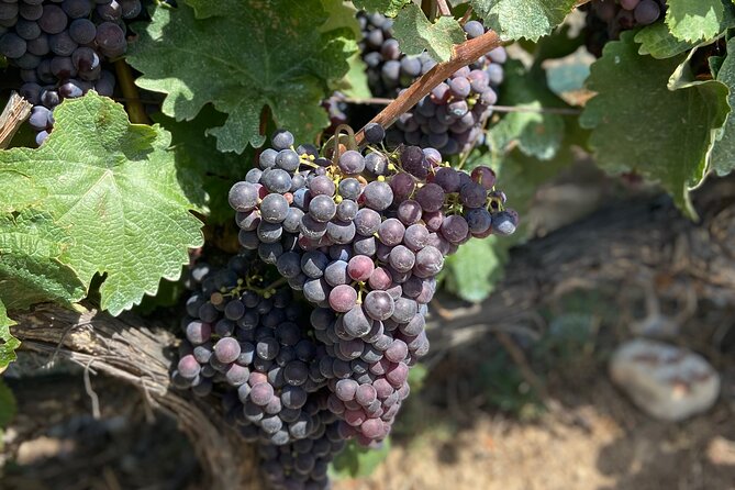 Small Group Guided E-bike Tour in Nice's Organic Vineyard - How hard is the e-bike ride?