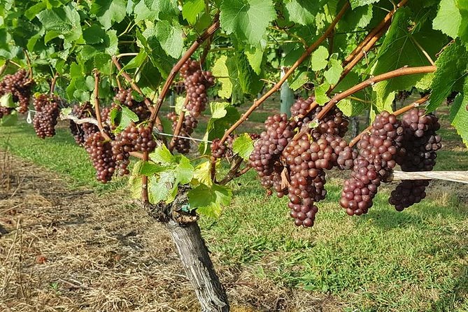 Small-Group Kumeu Wine Country Tour with Wine Tastings & Lunch - Key points to know before booking