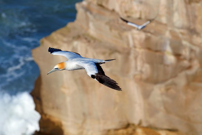 Small-Group Kumeu Wine Country Tour with Wine Tastings & Lunch - Muriwai Beach brings black sand and sea air