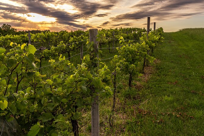 Small-Group Vineyard and Orchard Tour with Wine Tasting in Muscoda - Walking through more than 20 acres of vines and orchards
