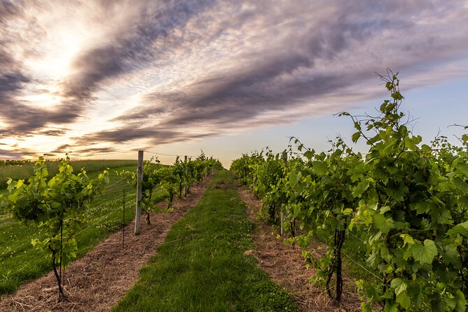 Small-Group Vineyard and Orchard Tour with Wine Tasting in Muscoda - Is $229 a fair price for one hour?