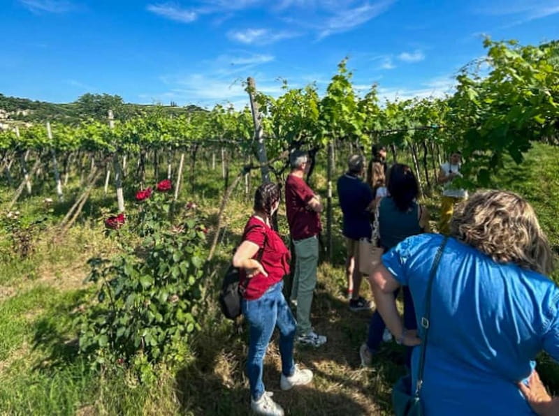 Soave: Wine Tasting and Vineyard Tour in Historical Centre - Walking among Garganega vines