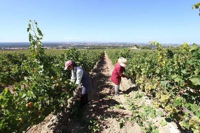 South Portugal Wine Route Private Full Day Tour from Lisbon - Enoturismo Cartuxa brings the route to Évora