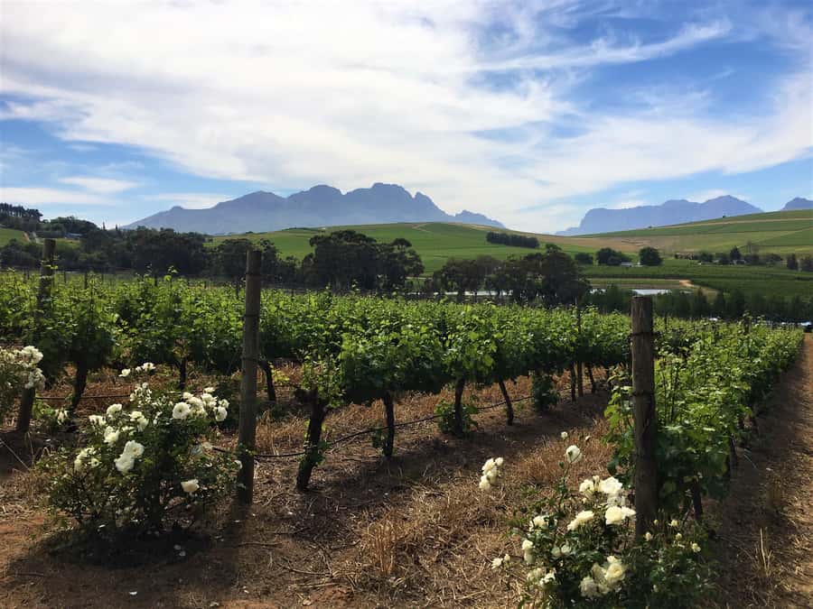Stellenbosch: Devon Valley Vineyards Bicycle Tour w. Lunch - Who should book this Devon Valley tour?