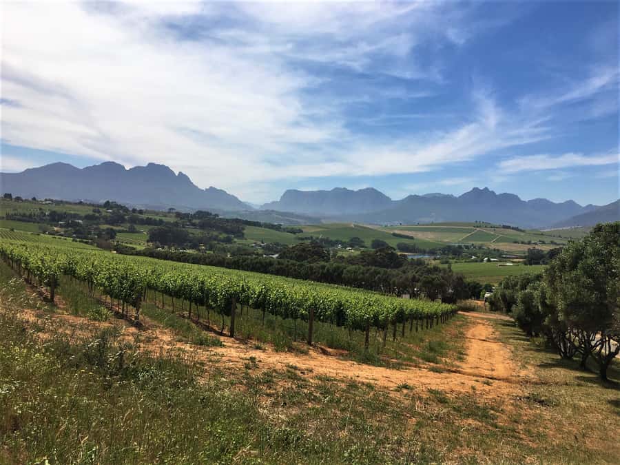 Stellenbosch: Devon Valley Vineyards Bicycle Tour w. Lunch - Second winery stop and the contrast between estates
