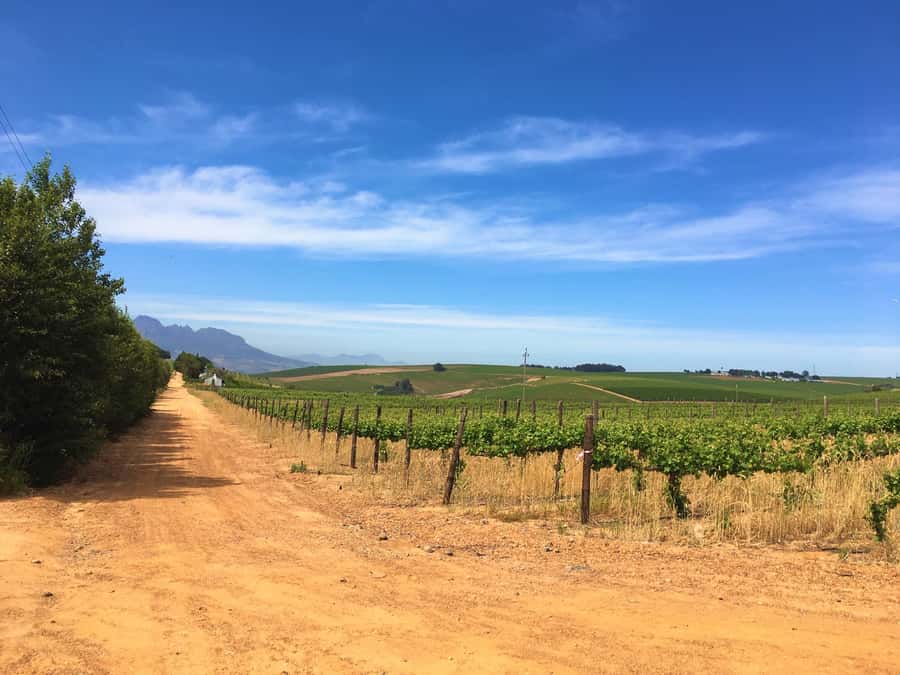 Stellenbosch: Devon Valley Vineyards Bicycle Tour w. Lunch - What the $158 price includes