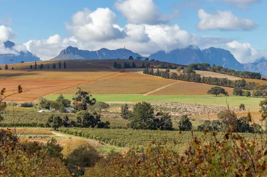 Stellenbosch: Devon Valley Vineyards Bicycle Tour w. Lunch - The 30-minute transfer from Cape Town or Stellenbosch