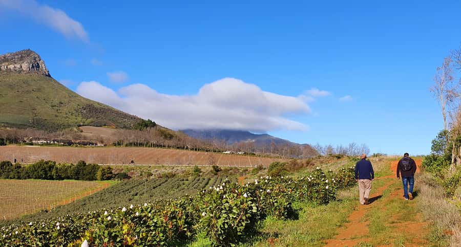 Stellenbosch: Guided Vineyard Hike and Wine Tasting - Key points to know before booking