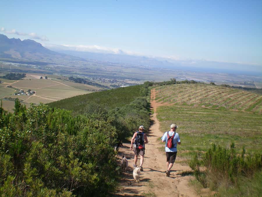 Stellenbosch: Guided Vineyard Hike and Wine Tasting - What the cellar tour adds