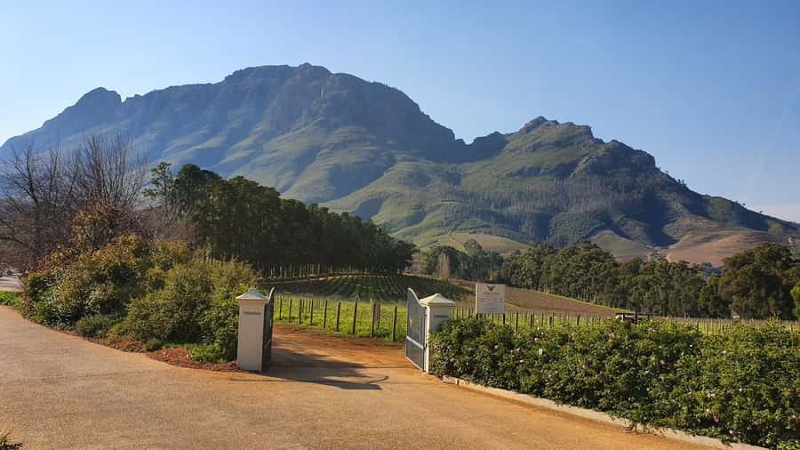 Stellenbosch: Guided Vineyard Hike and Wine Tasting - Two wine estates, two tasting stops