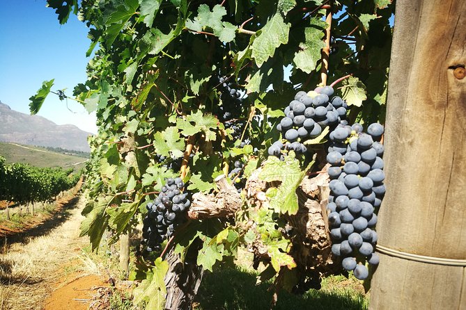 Stellenbosch Vineyard Walk & Wine Tasting - Starting at Zorgvliet Wine Estate