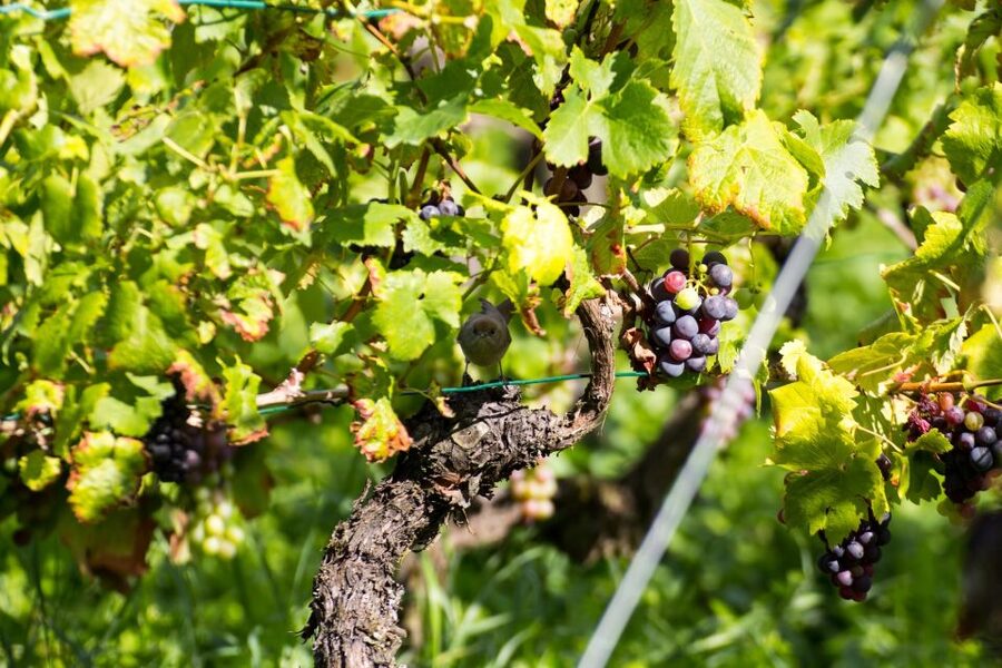 Stuttgart: Guided Vineyards Tour - Key points at a glance