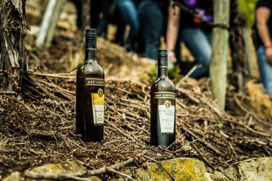 Stuttgart: Guided Vineyards Tour - Why Stuttgart’s vineyards make a fine afternoon