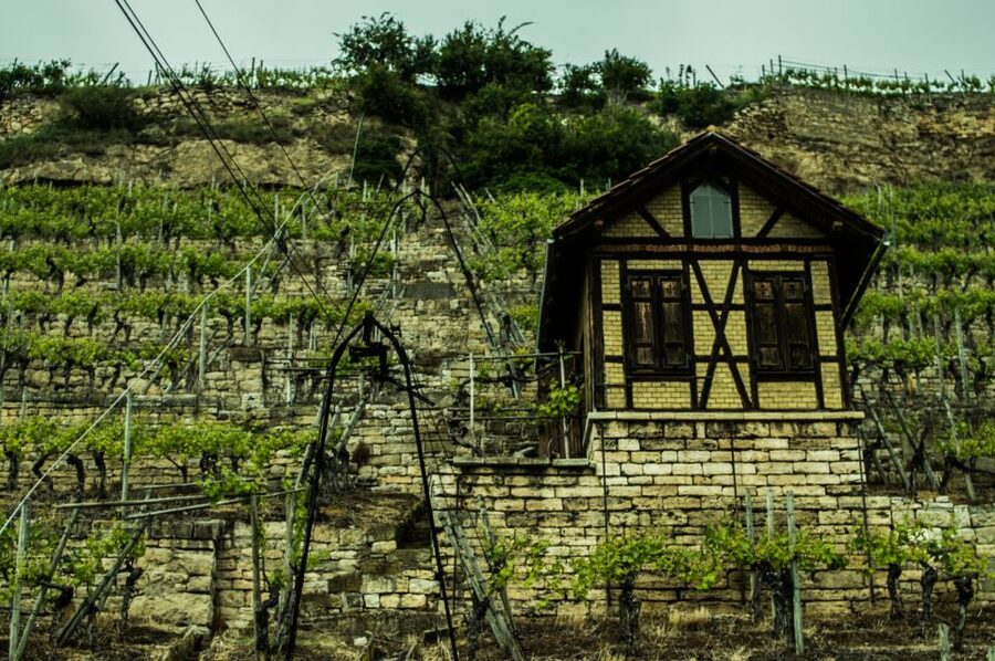 Stuttgart: Guided Vineyards Tour - Five wines, including Cannstatter Zuckerle