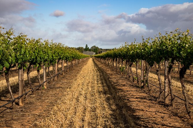 Sula Vineyards Day tour from either Mumbai OR Nashik - Arriving at Sula Vineyards in Nashik
