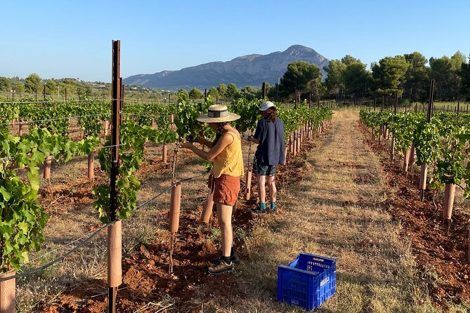 Sunset among Vineyards with Tasting in Alicante (min 6-12 people) - How to decide before booking