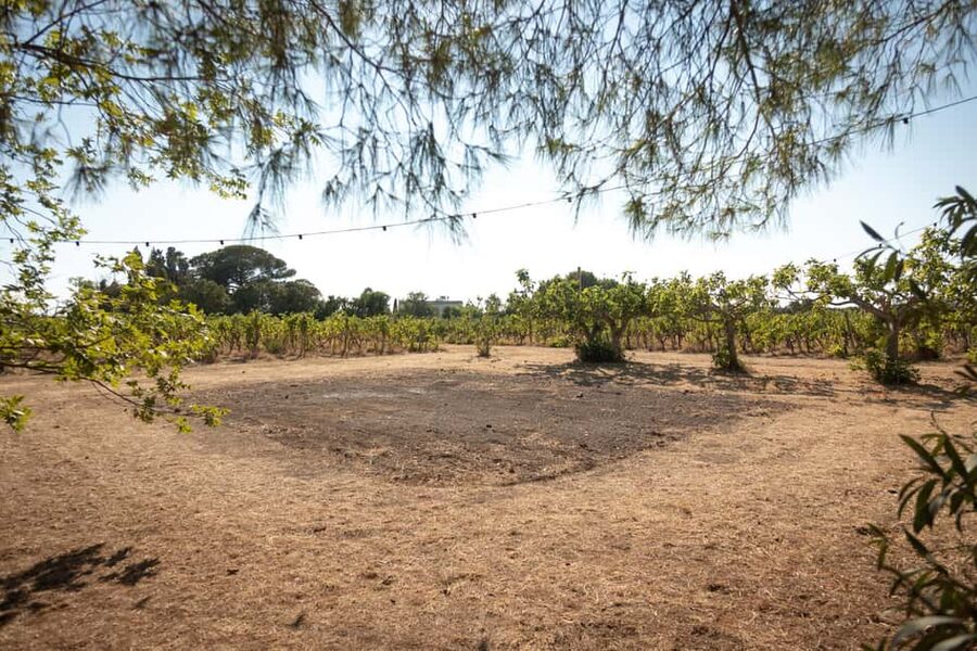 Sunset Escape in Lecce: Vineyard Picnic with Wine Tasting - The sunset picnic: blankets, lights, and one bottle