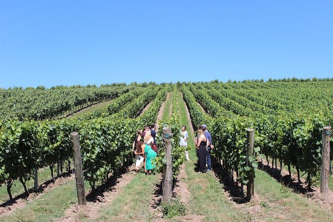 Sussex Vineyard & Winery Bus Tour on Iconic Vintage London Bus - The second winery brings a different taste