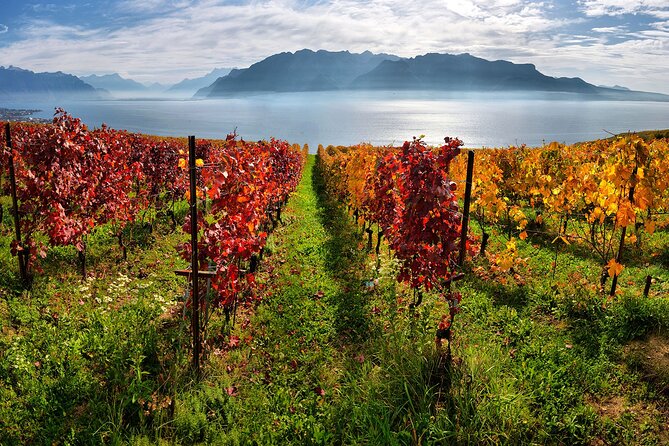 Swiss Wine Tasting at Lavaux Vineyards: Private Trip from Geneva - The wine tasting and the Chasselas focus