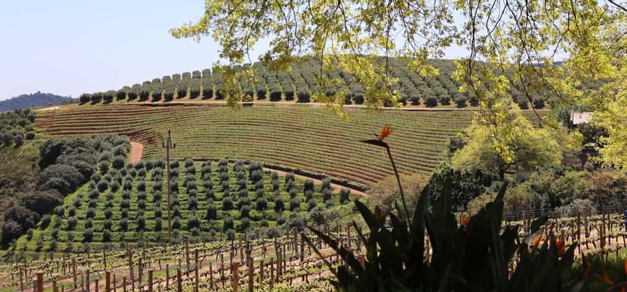 Table Mountain & Constantia Wine Estate Private Combo Tour - Key points at a glance