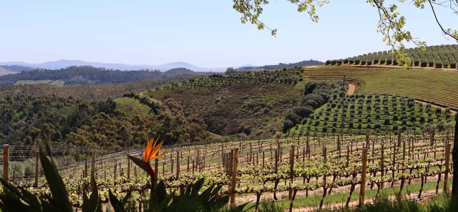 Table Mountain & Constantia Wine Estate Private Combo Tour - Beau Constantia is the flexible lunch stop