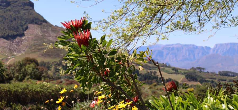 Table Mountain & Constantia Wine Estate Private Combo Tour - Groot Constantia brings history, cellar work, and chocolate