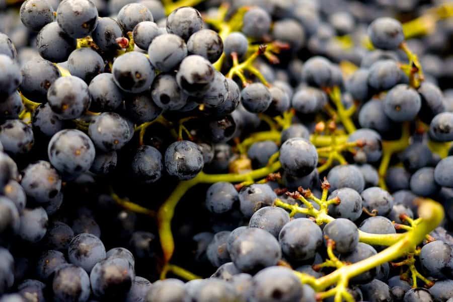 Table Mountain & Constantia Wine Estate Private Combo Tour - Steenberg closes with a flagship tasting