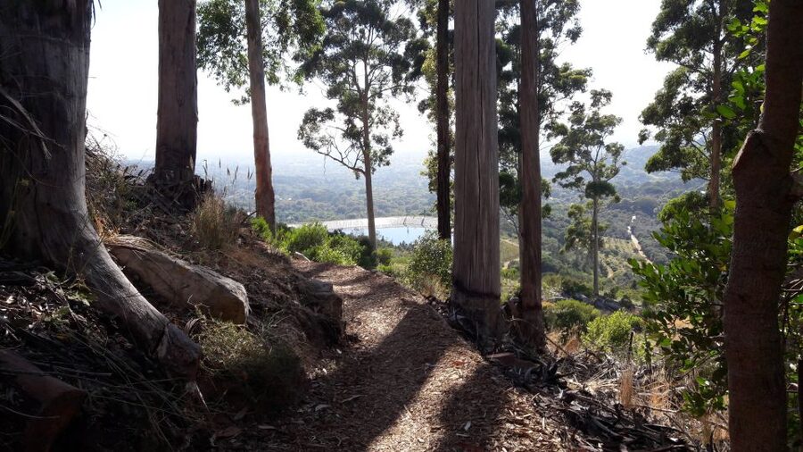 Table Mountain: Mountain Biking to Constantia Wine Estate - Rocky Jeep Tracks Toward Newlands Forest