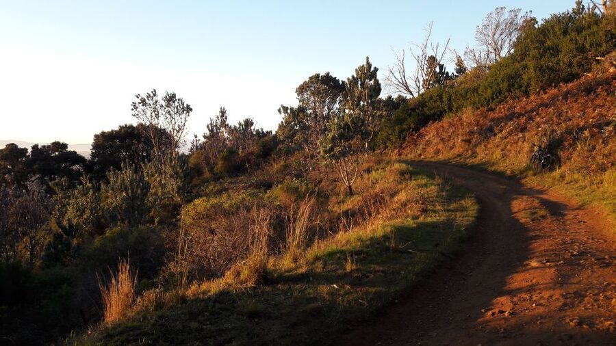 Table Mountain: Mountain Biking to Constantia Wine Estate - Forest Single Tracks and the Gradual Climb