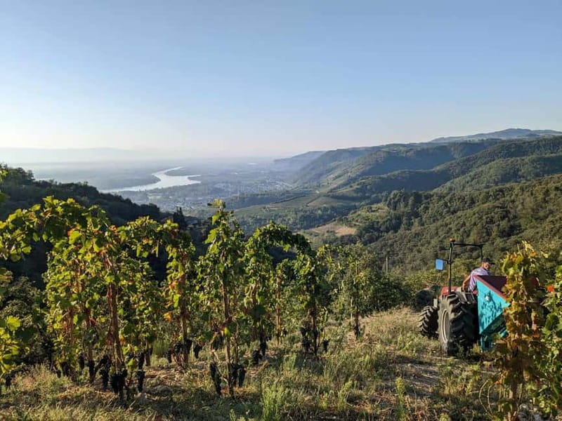 Tain l'Hermitage: Visit two wine estates and a Wine & Food Workshop - Food pairing with local products