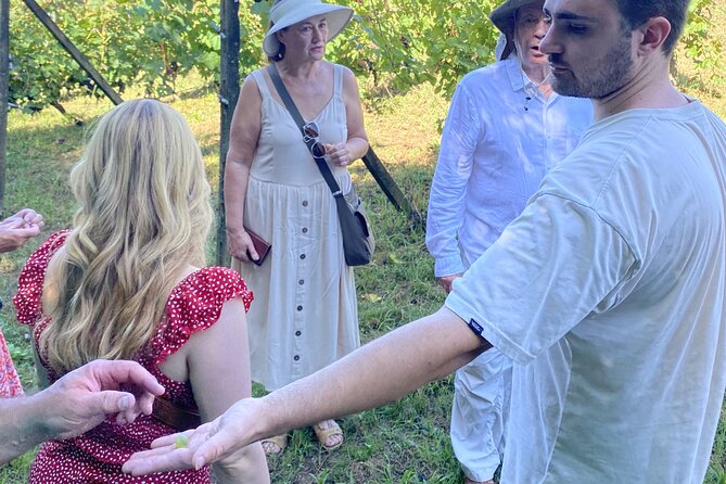 Tasting in a Tuscan Vineyard with transfer from Pisa - Key points to know before booking