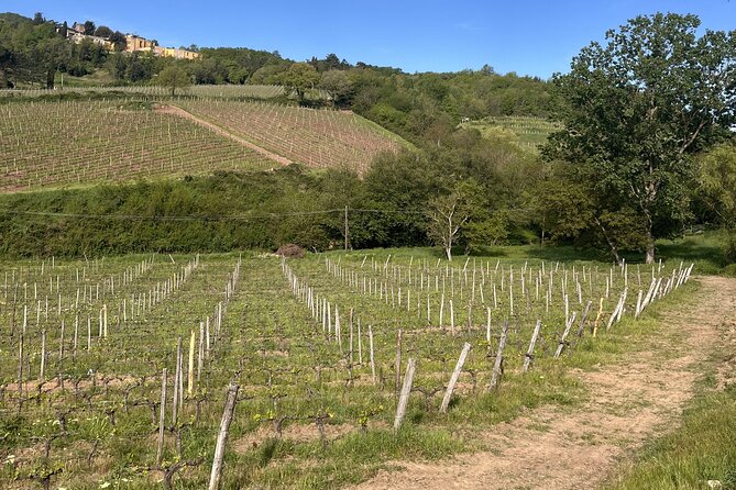 Tasting in a Tuscan Vineyard with transfer from Pisa - The organic wine tasting and Tuscan table